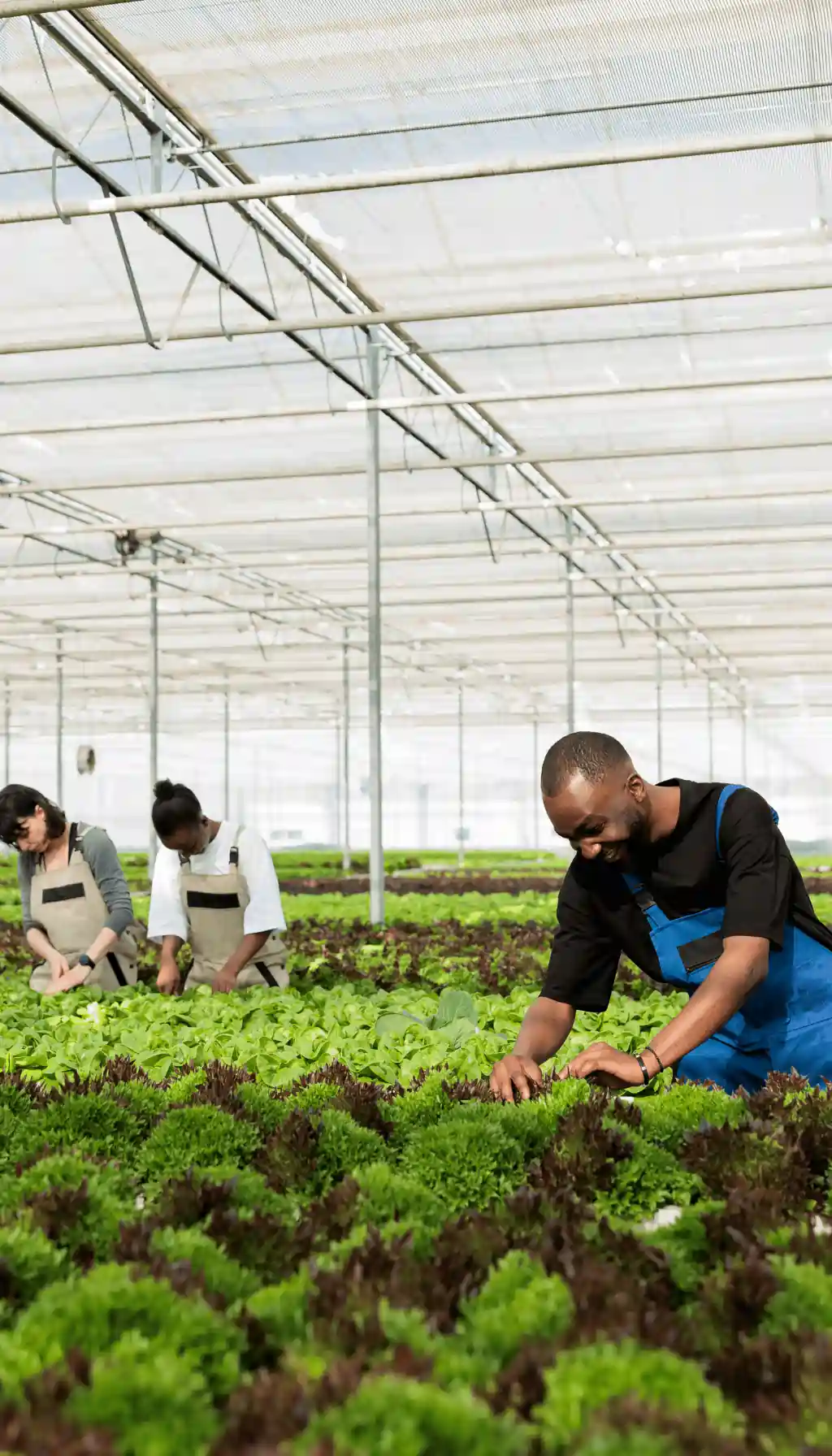 Workers tending crops inside a greenhouse, representing social sustainability and fair labour practices in ESG strategies.