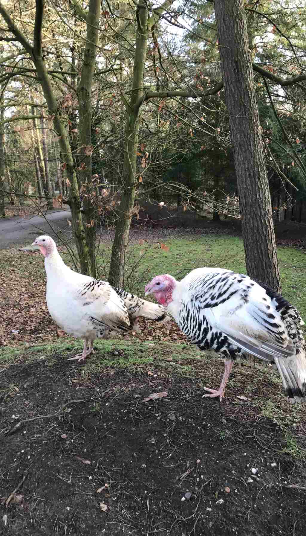 Free-Range Turkeys Outdoors on a Woodland Farm Two free-range turkeys standing on a woodland farm area with trees and autumn ground cover.
