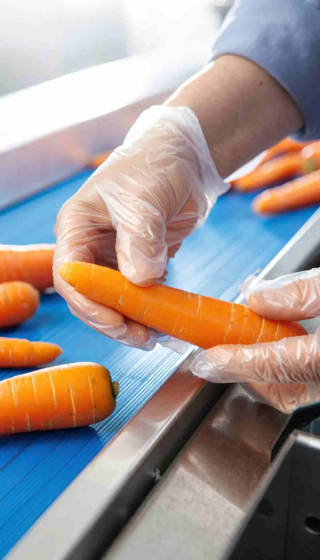 Gloved hands inspecting fresh carrots on food processing conveyor belt